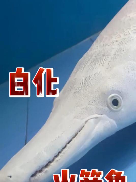 白化火箭鱼特惠