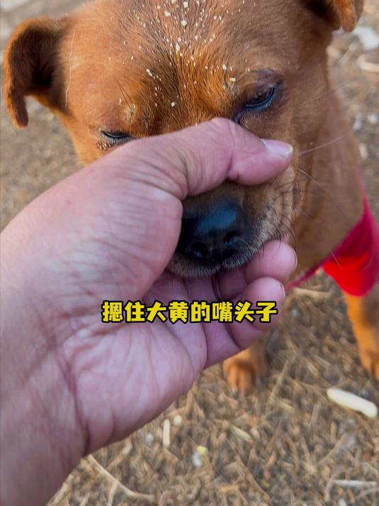 摁住大黄的嘴头子只给异瞳狗狗吃热狗面包