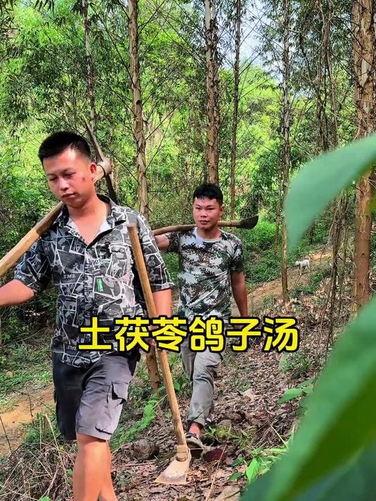 上山挖的土茯苓,和五叔带回来的鸽子一起煲汤喝,那味道简直绝了