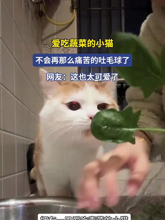 爱吃蔬菜的小猫，不会再那么痛苦的吐毛球了