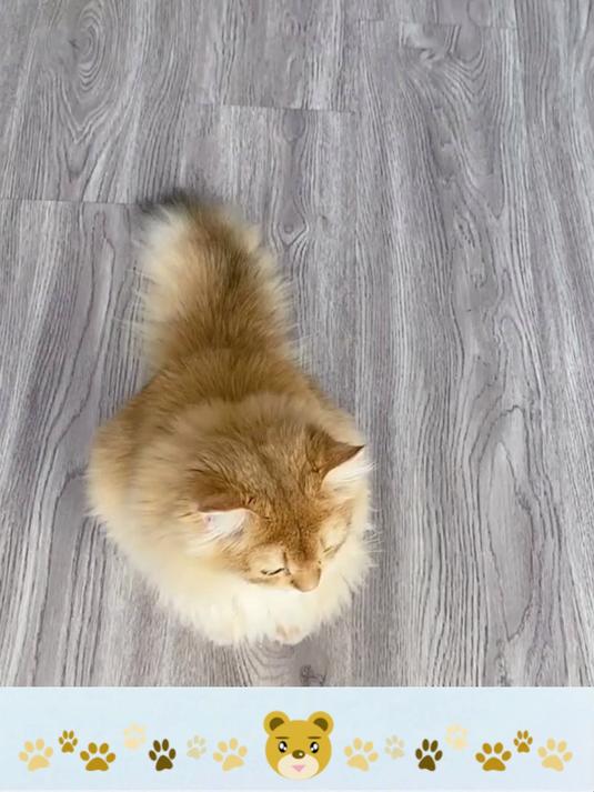 宝迪路冻干羊奶棒,宠物零食也能如此高蛋白!