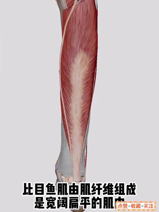 视频带你读懂小腿比目鱼肌