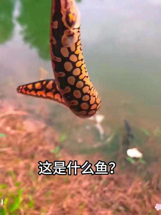 日本人最害怕的鱼#日本人都怕##黄带鱼#