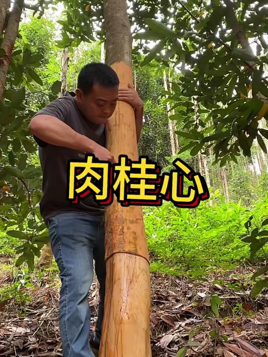 刮皮肉桂心黄通