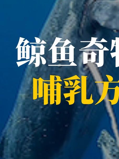 鲸鱼奇特的哺乳方式#鲸鱼#