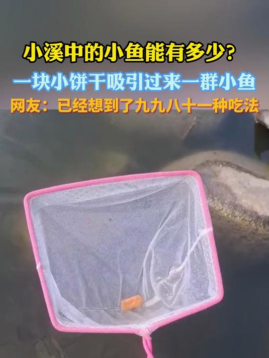 小溪中的小鱼能有多少?一块小饼干吸引过来一群小鱼