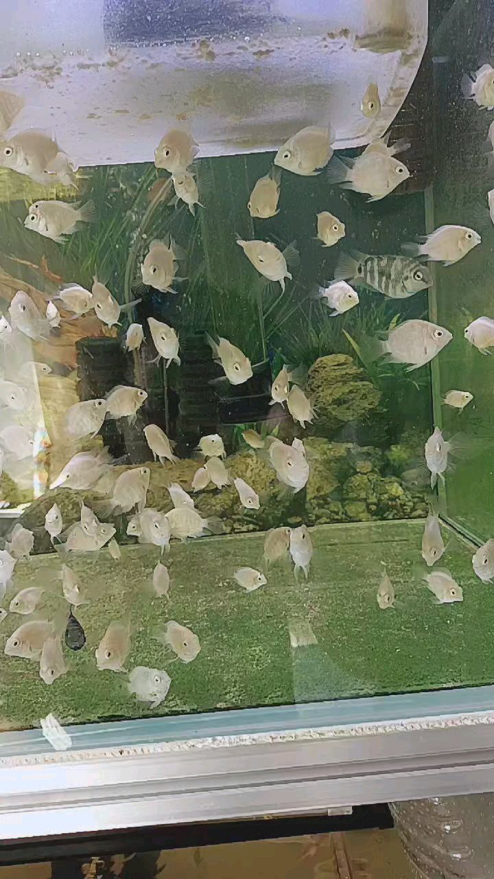 繁殖迷你鹦鹉鱼