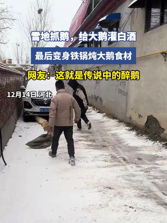 雪地抓鹅，给大鹅灌白酒，最后变身铁锅炖大鹅食材