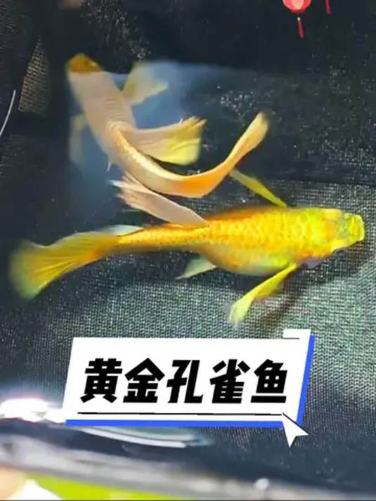精品黄金孔雀鱼好养皮实 颜值超高超迷人 养鱼必备