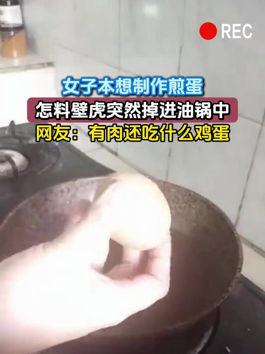 女子本想制作煎蛋,怎料壁虎突然掉进油锅中,网友:有肉还吃什么鸡蛋