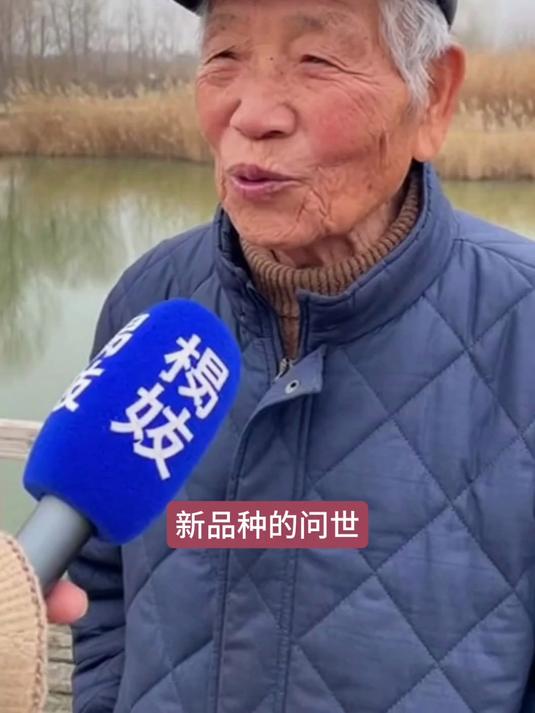 无刺鲫鱼新品种问世,终于对鱼刺下手了,大爷吐槽不怕卡喉咙了