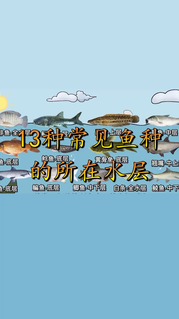 钓鱼人野钓要知道的常见鱼种的鱼层