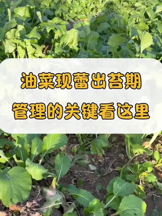 油菜现蕾出苔期咋管理?关键在这!用对肥!