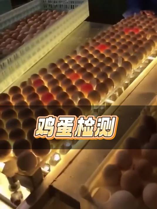 为什么工人们要把一板板鸡蛋推到传送带上,用灯光照一下?