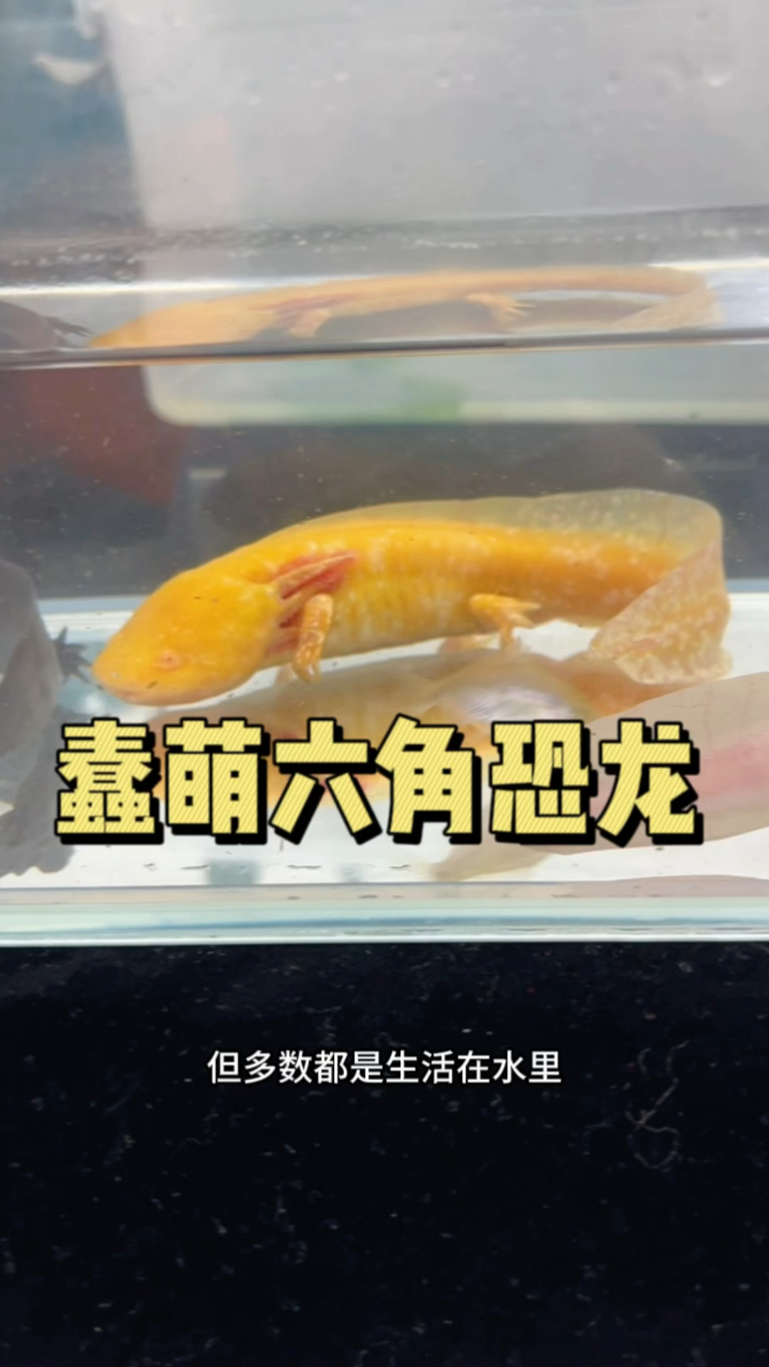 蠢萌两栖动物六角恐龙。#水族#六角恐龙鱼 #养鱼日记