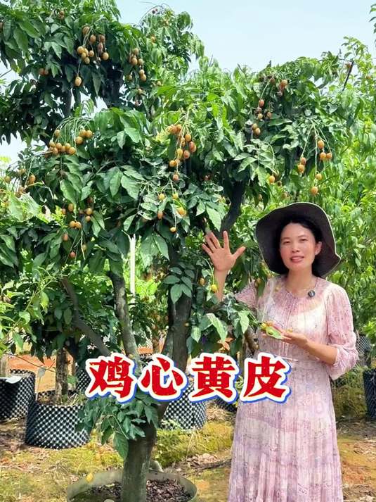 金灿灿的黄皮逐渐成熟啦,鸡心黄皮,富含维生素,老人小孩都能吃