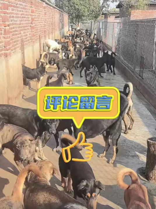 肉狗养殖技术,合作养殖