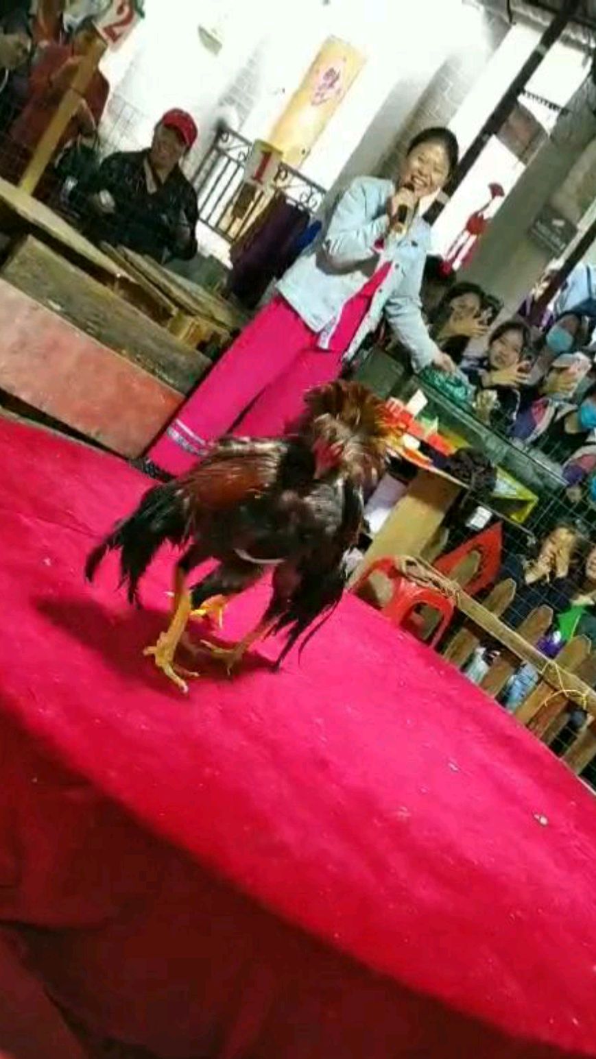 广西桂林刘三姐大观园的斗鸡比赛