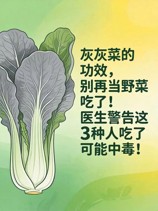 灰灰菜的功效,别再当野菜吃了!医生警告这3种人吃了可能中毒!