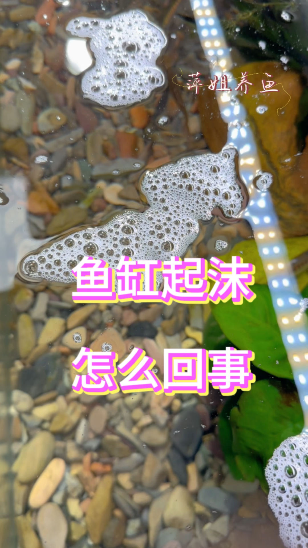 鱼缸起沫怎么回事?#水族 #养鱼日记 #鱼缸里的大自然