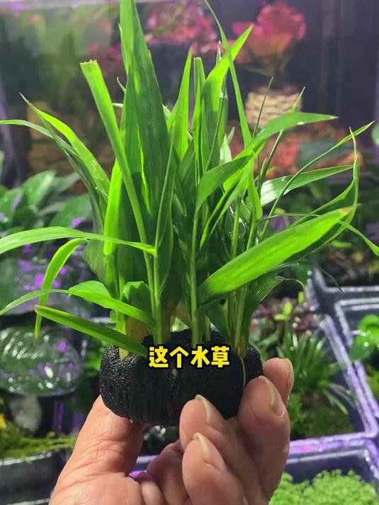 就这个能在鱼缸里打造一片青翠的竹林的水草,还有很多人不知道!