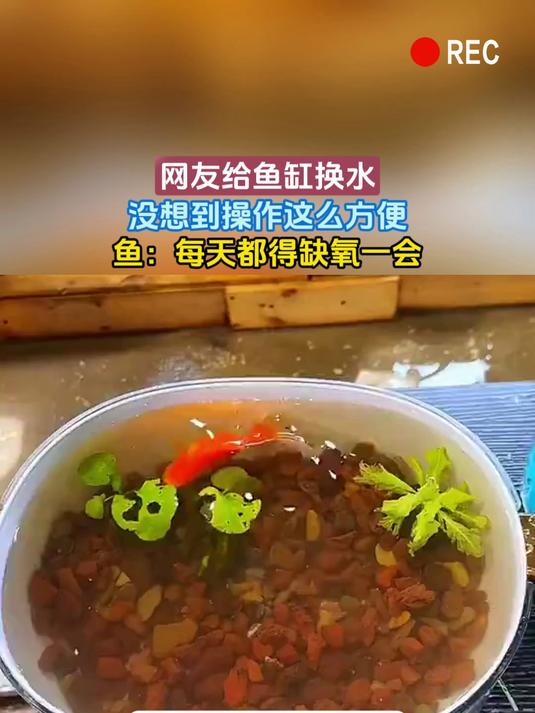 网友给鱼缸换水，没想到操作这么方便，鱼：每天都得缺氧一会