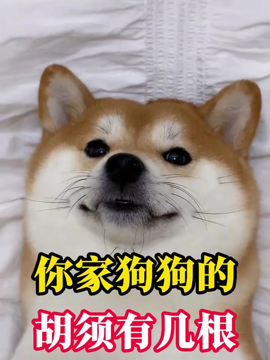 你家狗狗·的胡须有几根呢