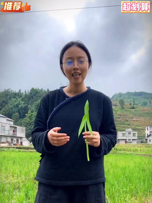 慈姑也叫茨菇是南方地区常见的水生植物