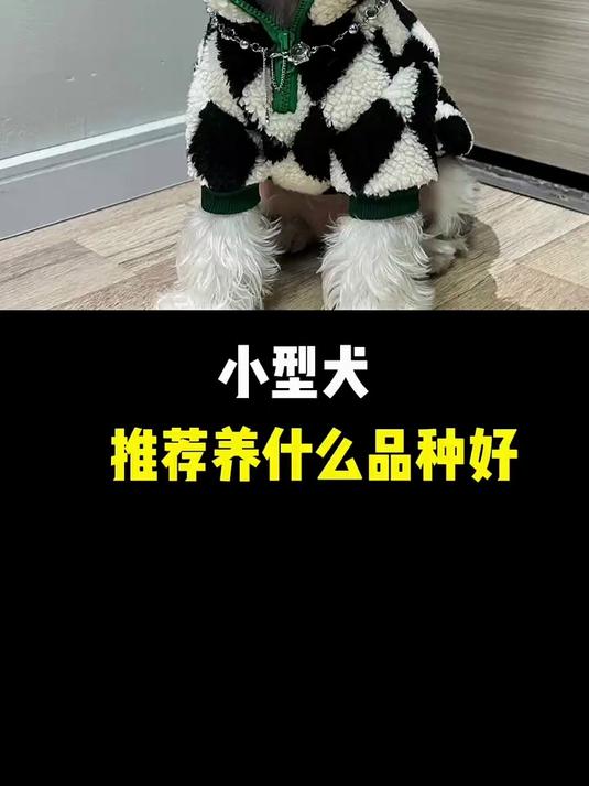 小型犬推荐养什么品种好
