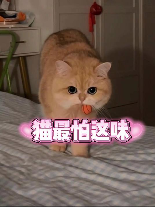 防猫上床,养猫必看!猫最怕的几种味道#养猫攻略 #猫咪乱尿怎么办 #猫咪乱抓 #养猫小技巧
