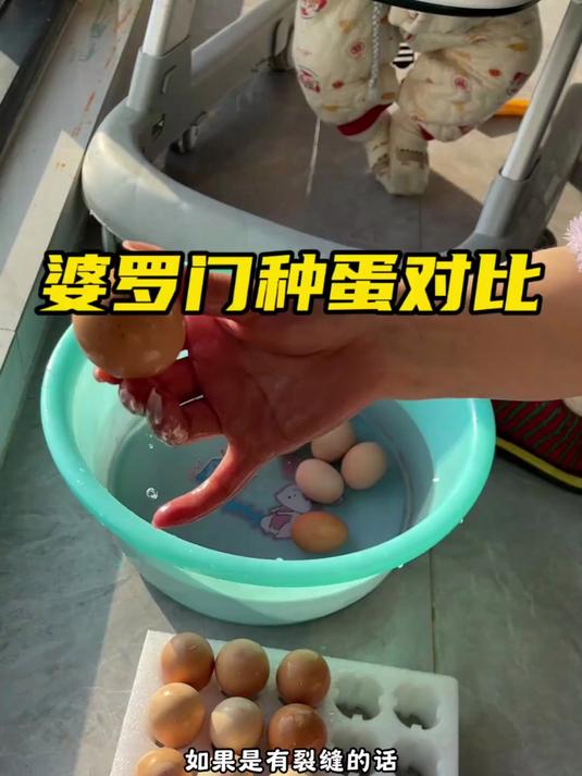 50颗婆罗门种蛋已入孵，等21天后开盲盒！真假婆罗门种蛋对比
