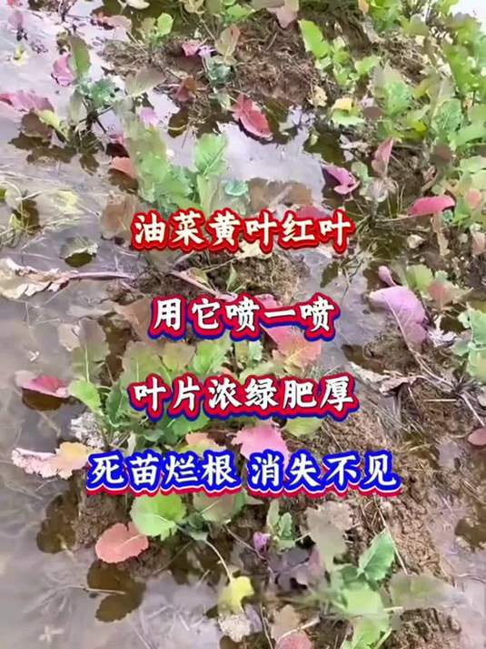 油菜黄叶红叶咋办?喷它!叶片肥厚,烂根烂苗不见啦