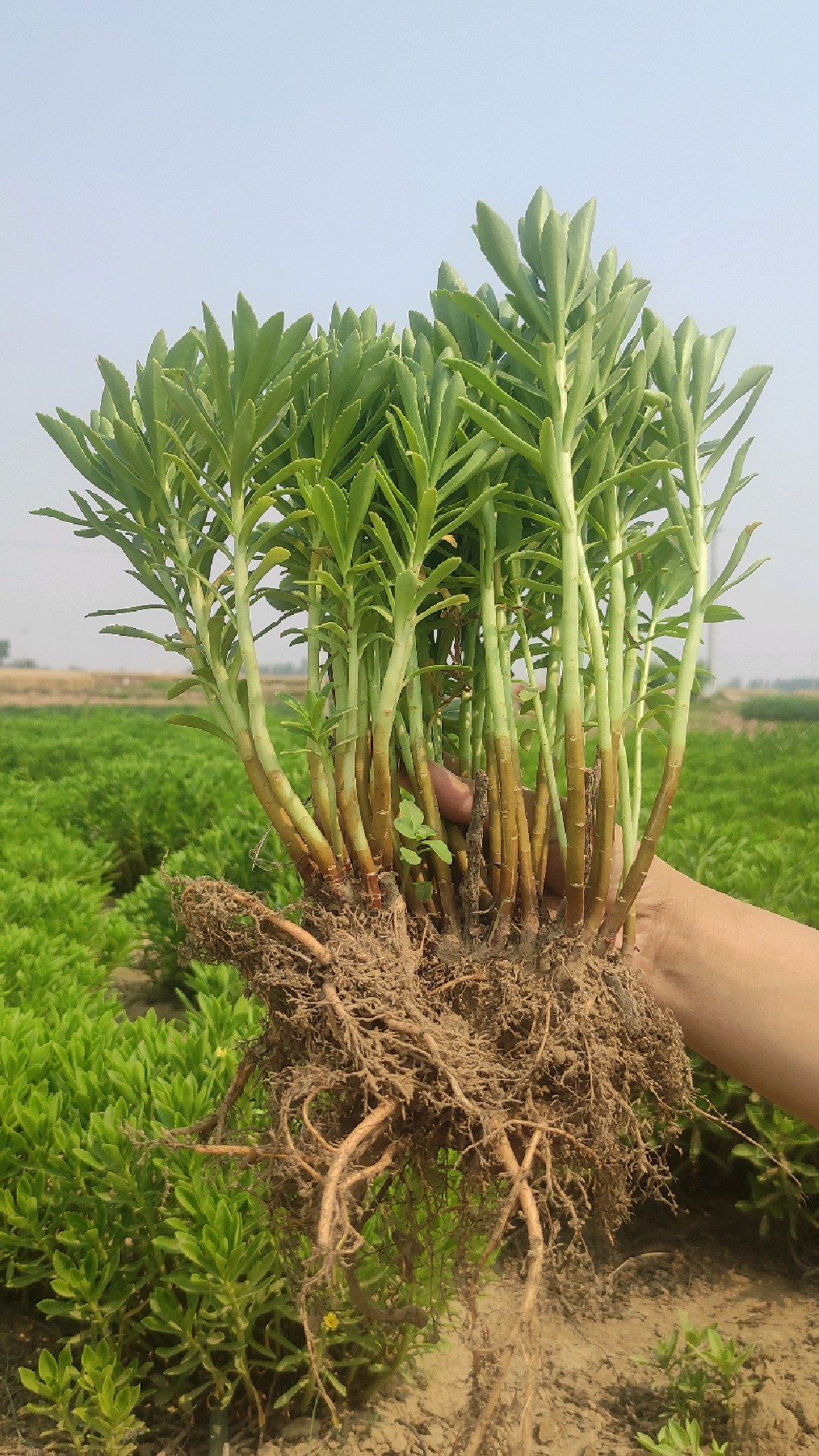 高钙养心菜,特别适合中老年人,对心脏特别好,一次种植,收获20年,繁殖能力强