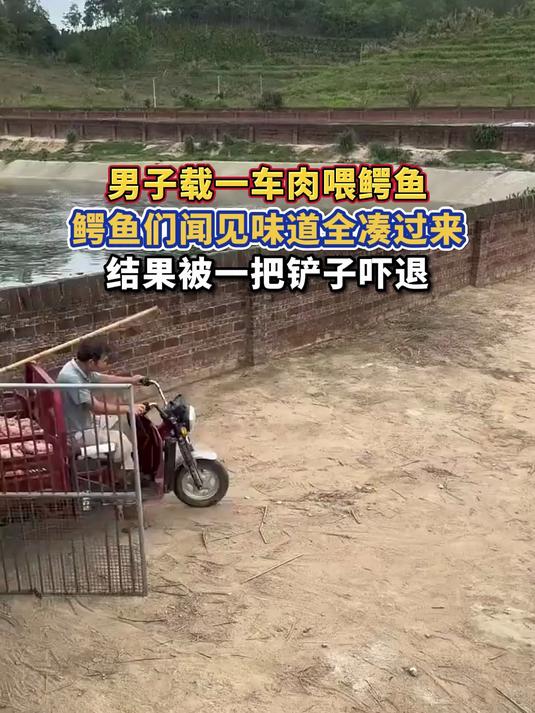 男子载一车肉喂鳄鱼,鳄鱼们闻见味道全凑过来,结果被一把铲子吓退