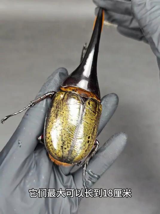 22. 这条大肉虫居然是世上体型最长的甲虫！？老有人上我画面模