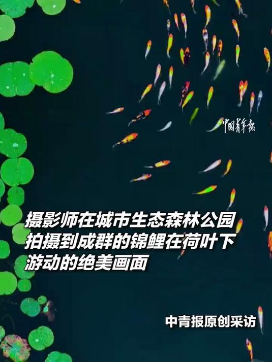 “鱼戏莲叶间”具象化了!昆山城市生态森林公园中,成群的锦鲤在荷叶下游动,画面美到让人叫绝!
