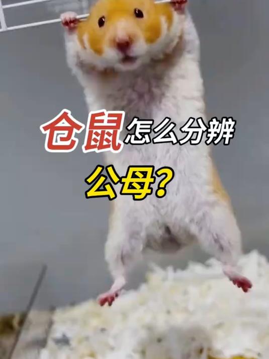 仓鼠怎么分辨公母?学会了都能分出来