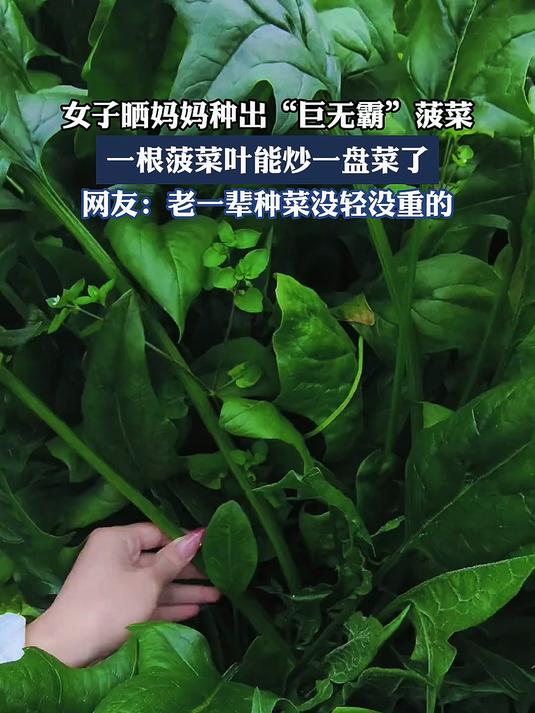 女子晒妈妈种出“巨无霸”菠菜,一根菠菜叶能炒一盘菜了