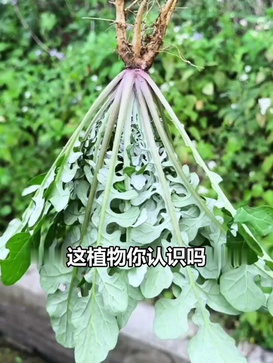 别再只拿泥胡菜喂猪了！它全身是宝，这样做能吃一年！