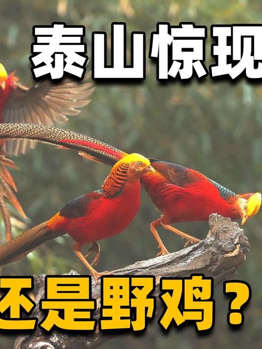 “凤凰”和野鸡原来很像,泰山出现的是“人间凤凰”,还是野鸡?