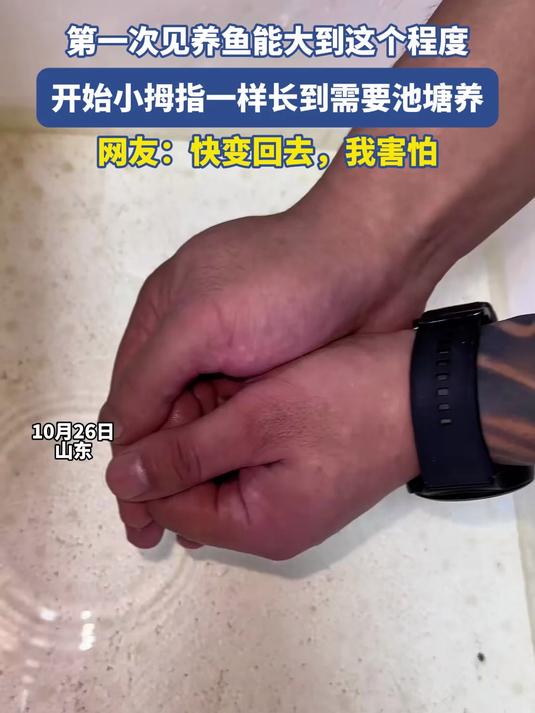 第一次见养鱼能大到这个程度，开始小拇指一样长到需要池塘养