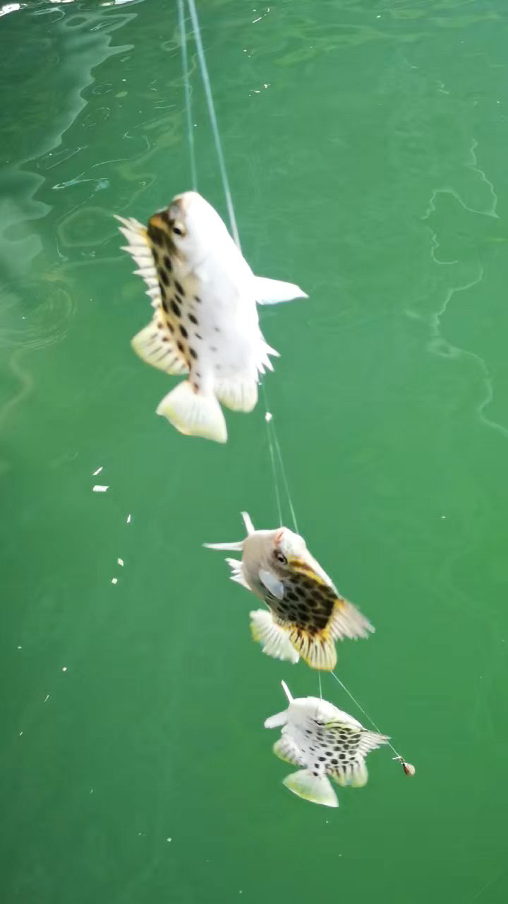 海钓野生金鼓鱼