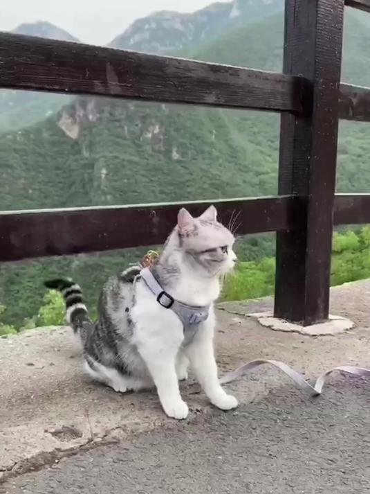 治愈系慢生活！带泡芙爬山，沉浸式感受山里的惬意时光