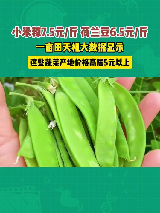 寿光蔬菜产地价格疯涨,小米辣7.5元/斤,一亩田带你了解蔬菜行情