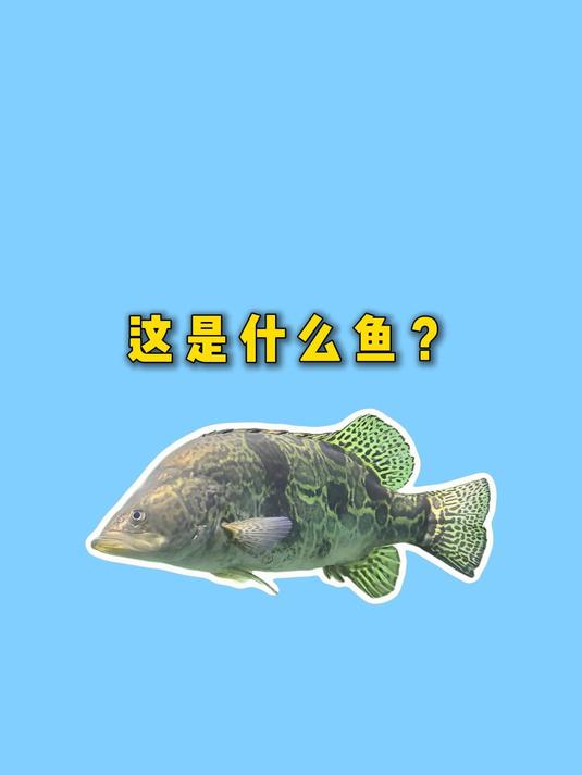 这些常见的特色淡水鱼,哪一种最好吃呢?