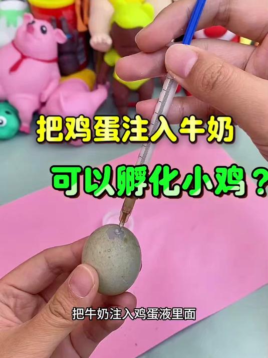 鸡蛋注入牛奶，会孵化出小鸡？