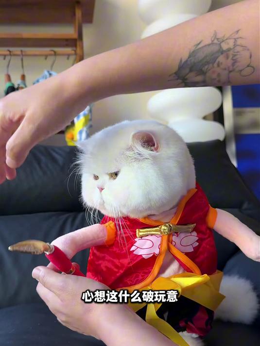 毛孩子吃空气还瞪眼睛!铲屎官笑喷记录,这模样做成头像也太可爱