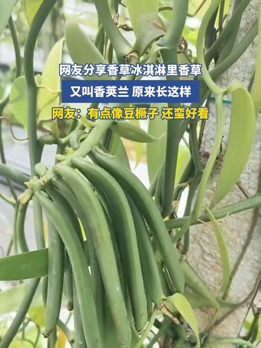 网友分享香草冰淇淋里香草,又叫香荚兰,原来长这样