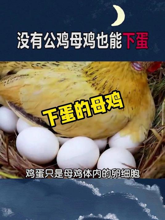 下蛋的母鸡