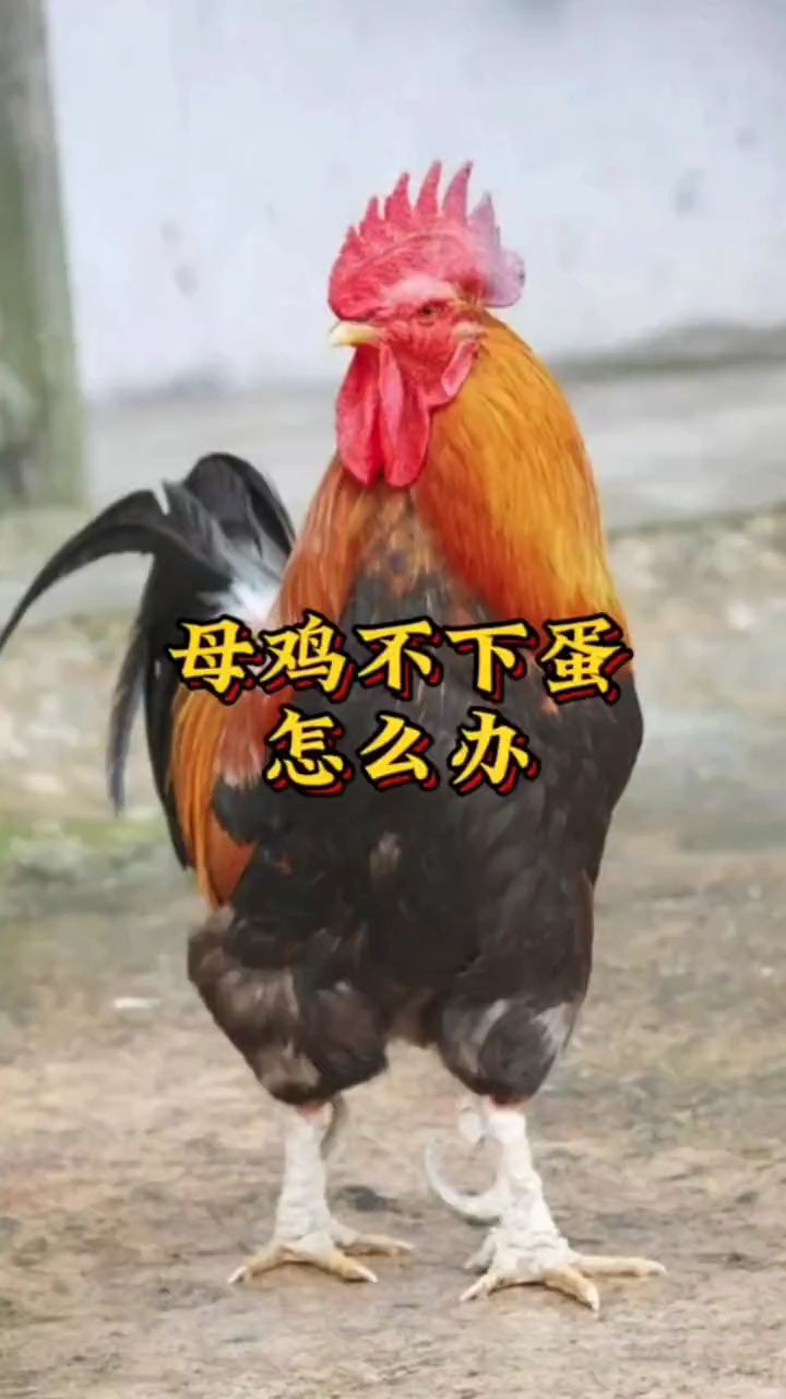 母鸡不下蛋就这样喂